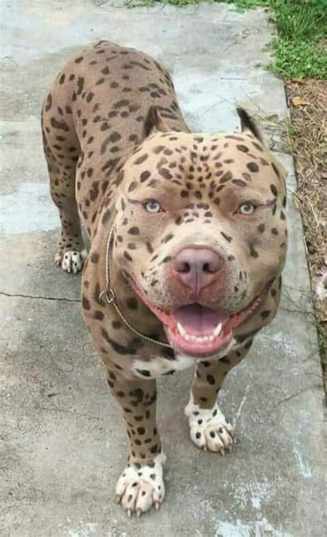 Browse search results for <strong>bullys</strong> Pets and Animals for <strong>sale</strong> in Neenah, WI. . Leopard xl bully for sale california